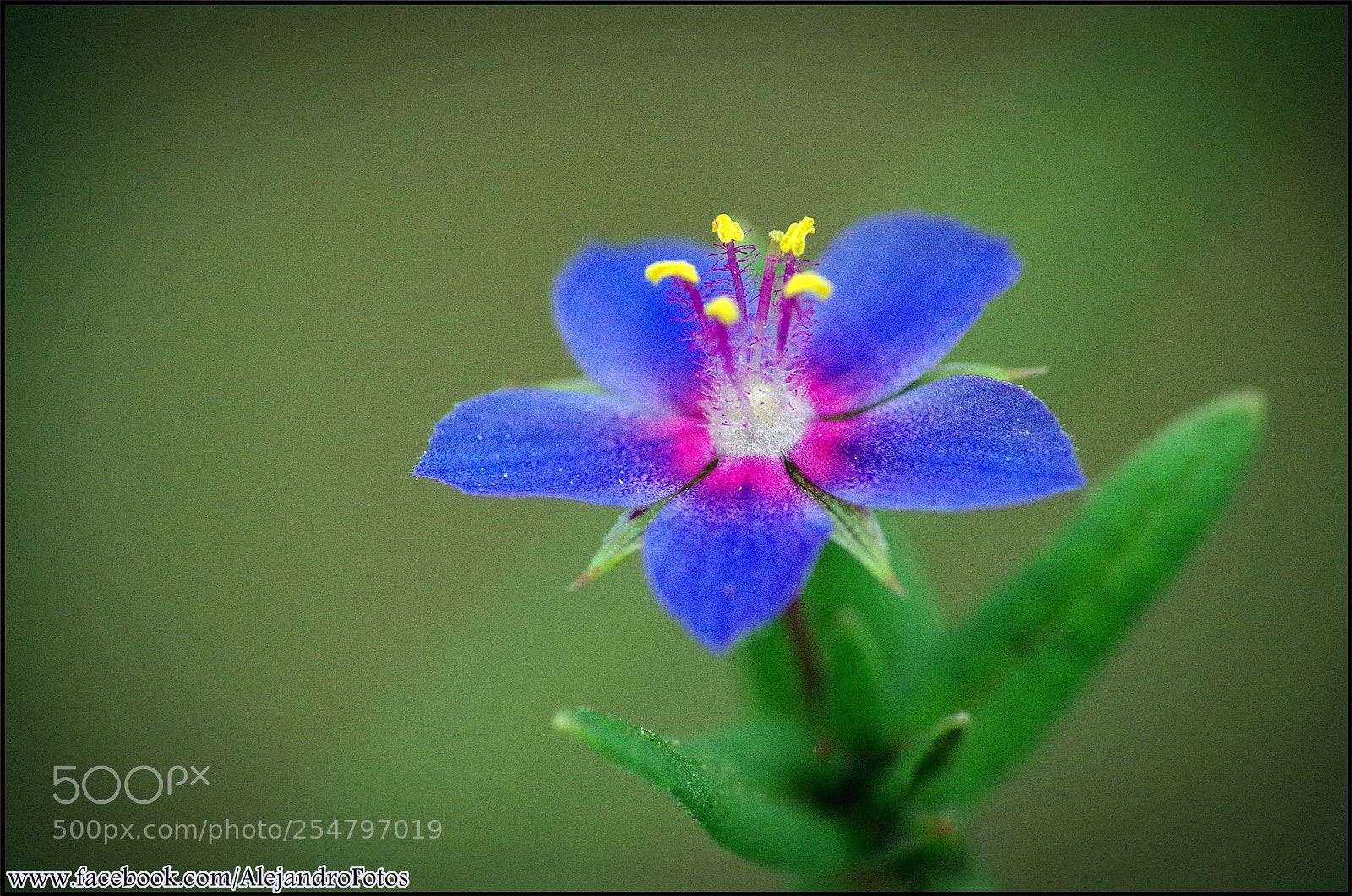Pentax K-50 sample photo. Florecilla photography