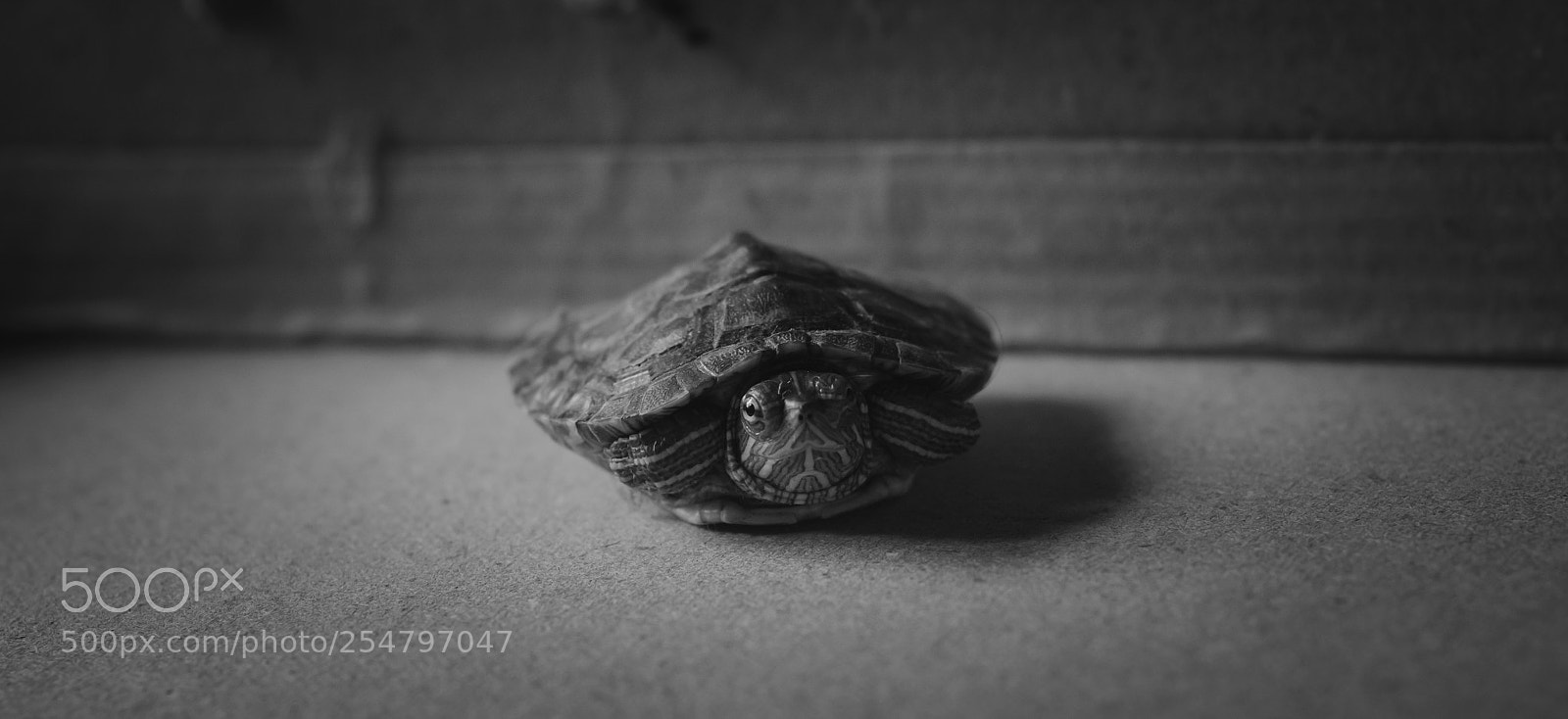 Nikon D7000 sample photo. Untitled photography