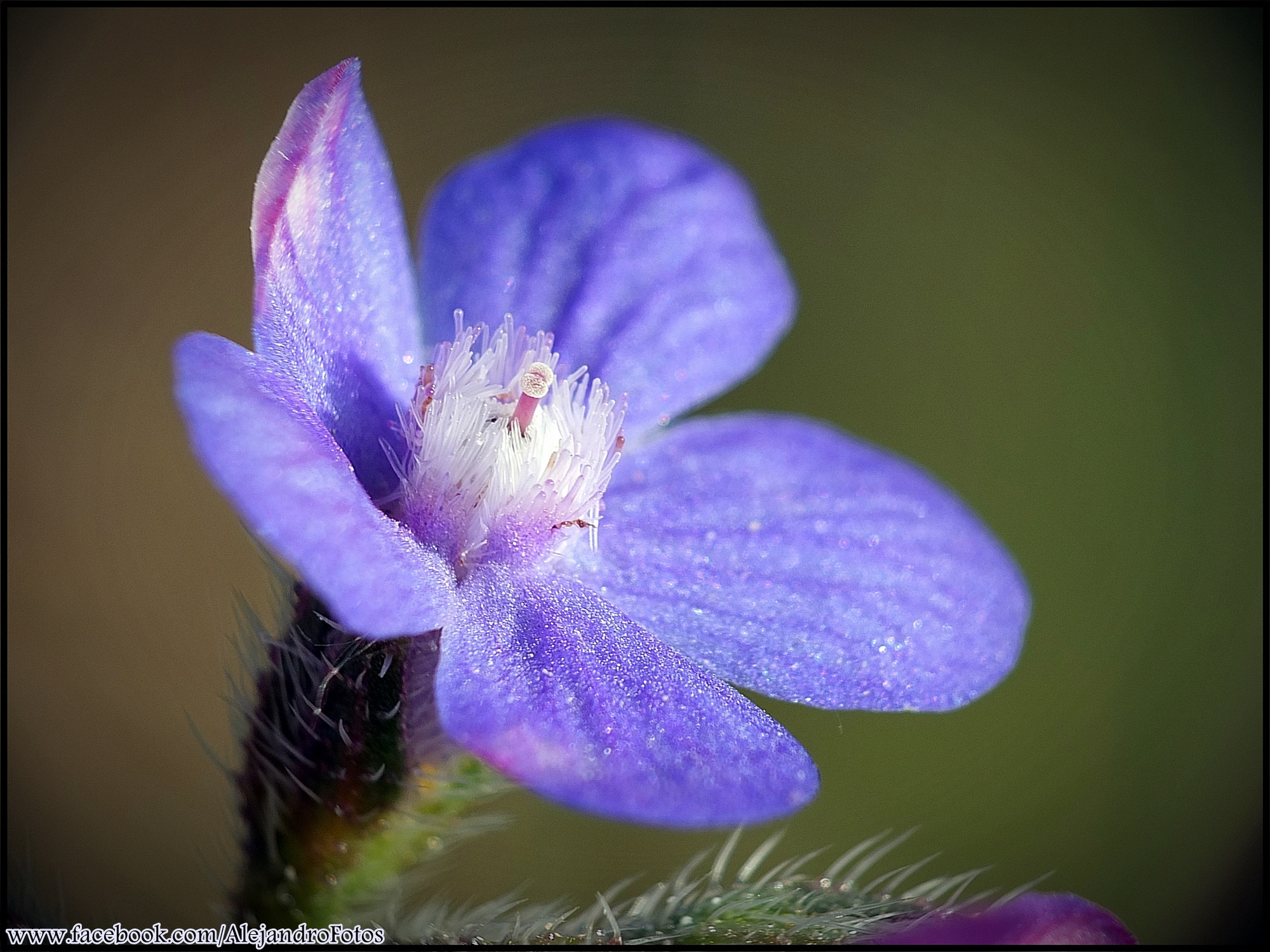 Fujifilm X-S1 sample photo. Flor azul photography