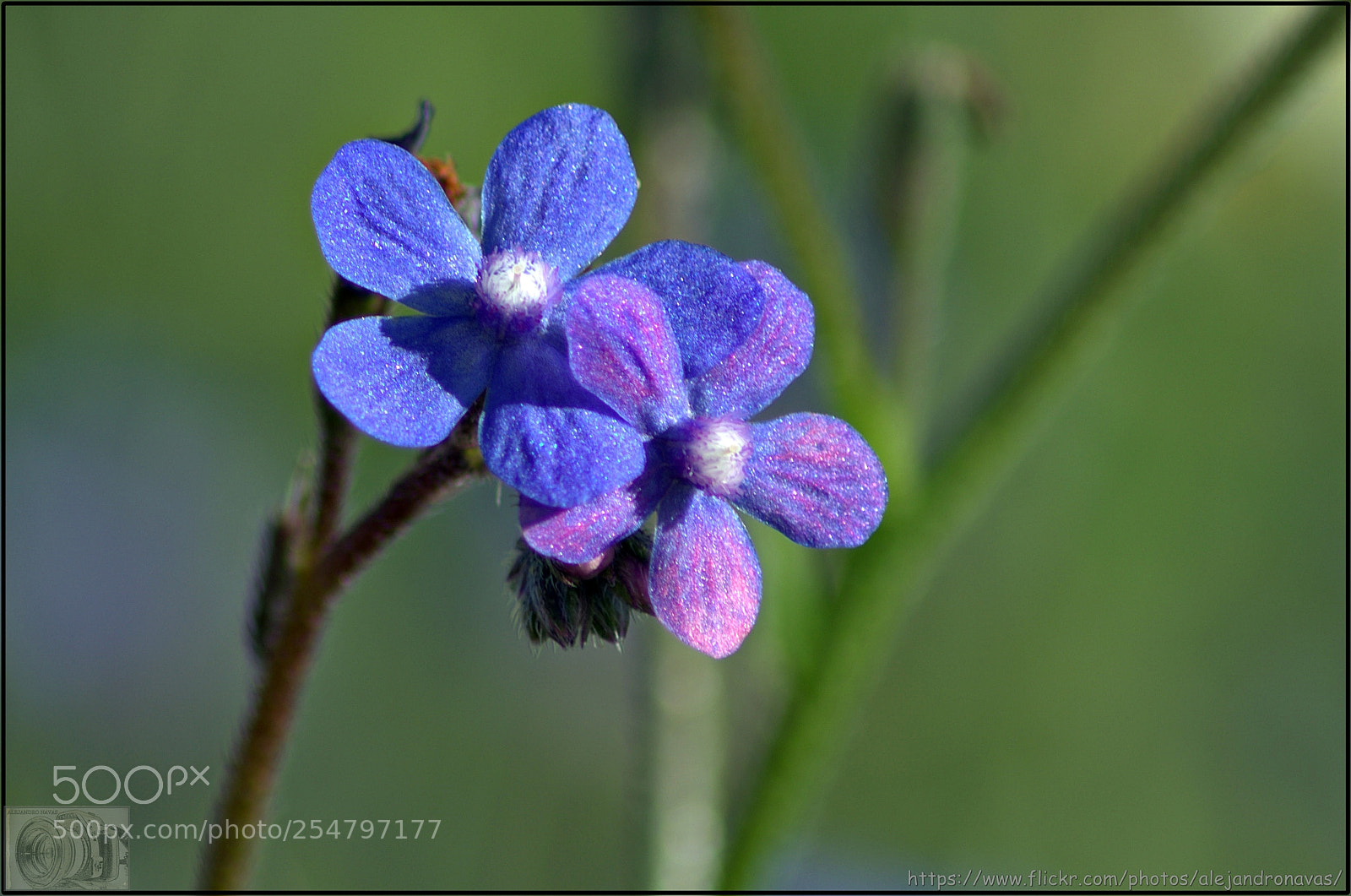 Pentax K-50 sample photo. Pareja azul photography