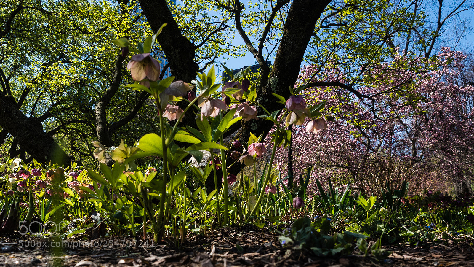 Olympus OM-D E-M1 Mark II sample photo. Channeling arrietty photography