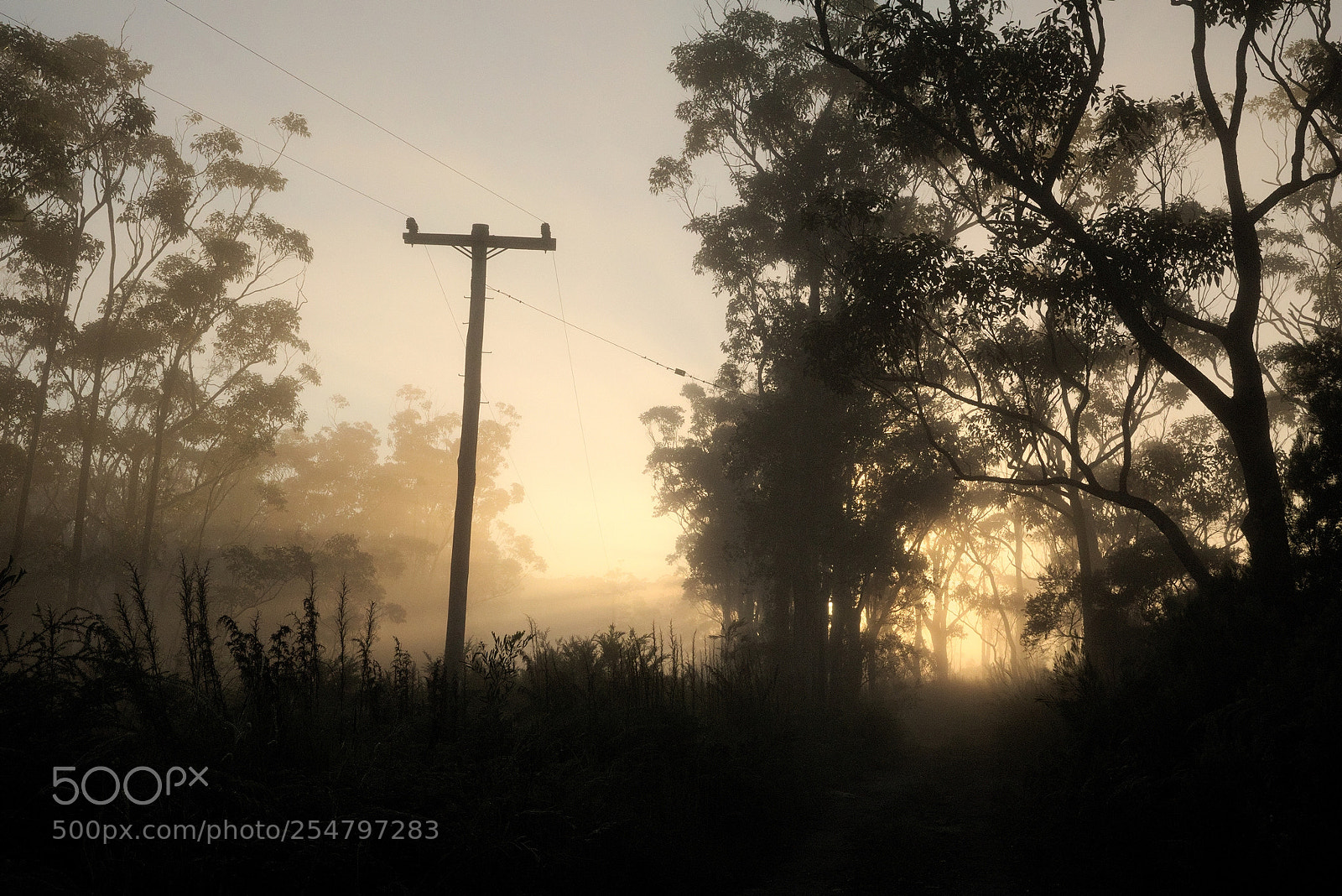 Canon EF 24-70mm F2.8L II USM sample photo. Foggy sunrise photography