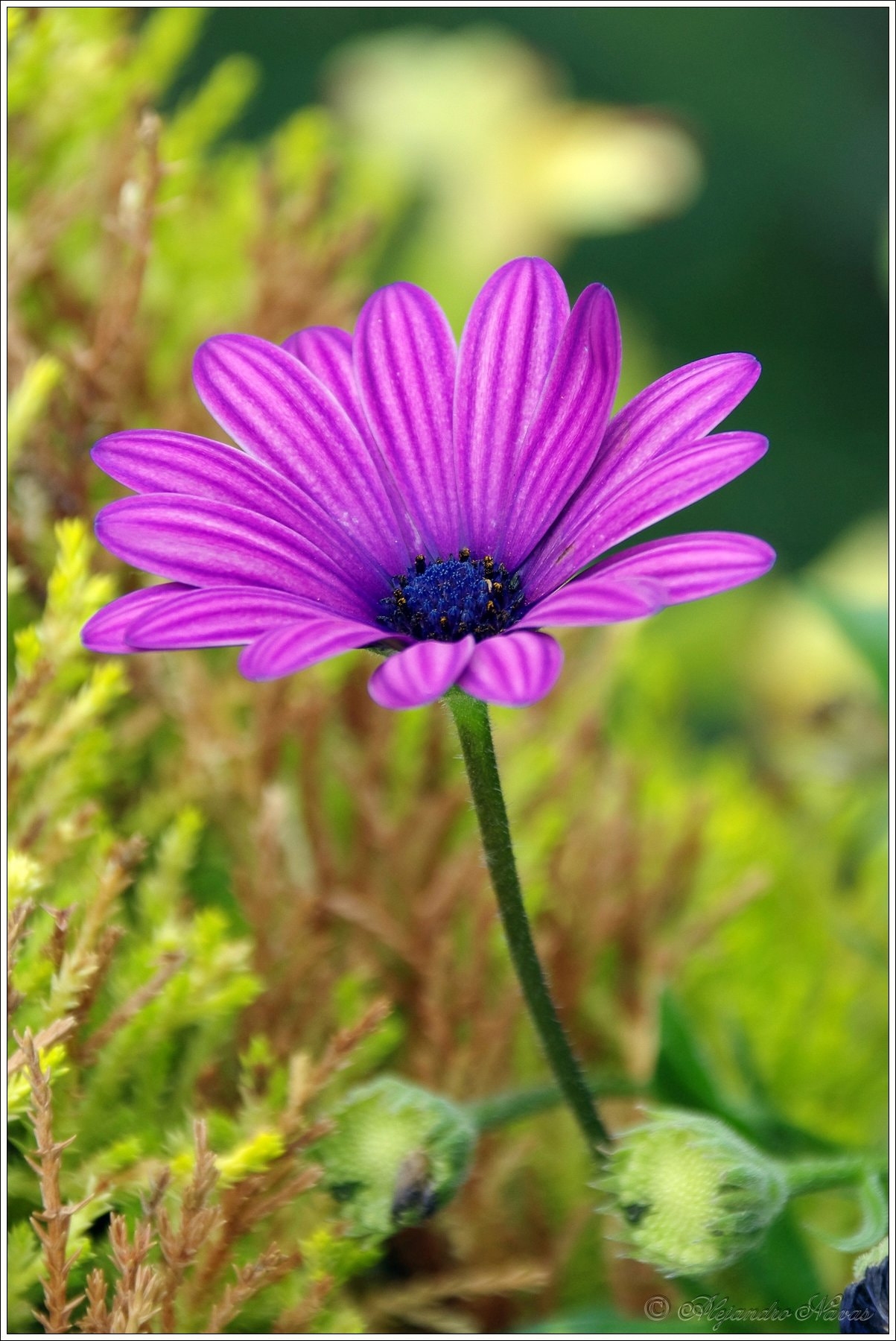 Pentax K-3 II sample photo. Purpura photography