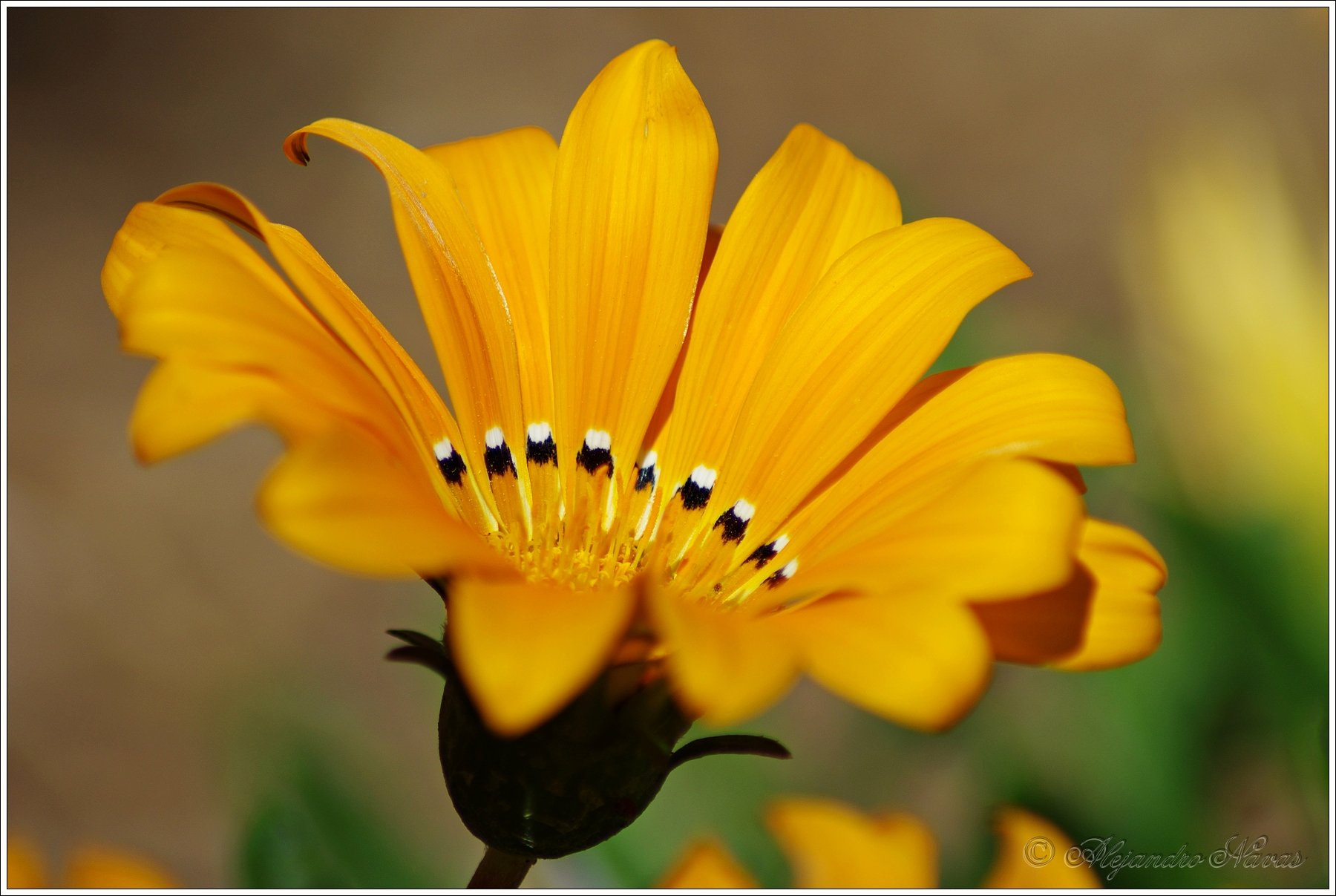 Tamron AF 70-300mm F4-5.6 LD Macro 1:2 sample photo. Flor amarilla photography