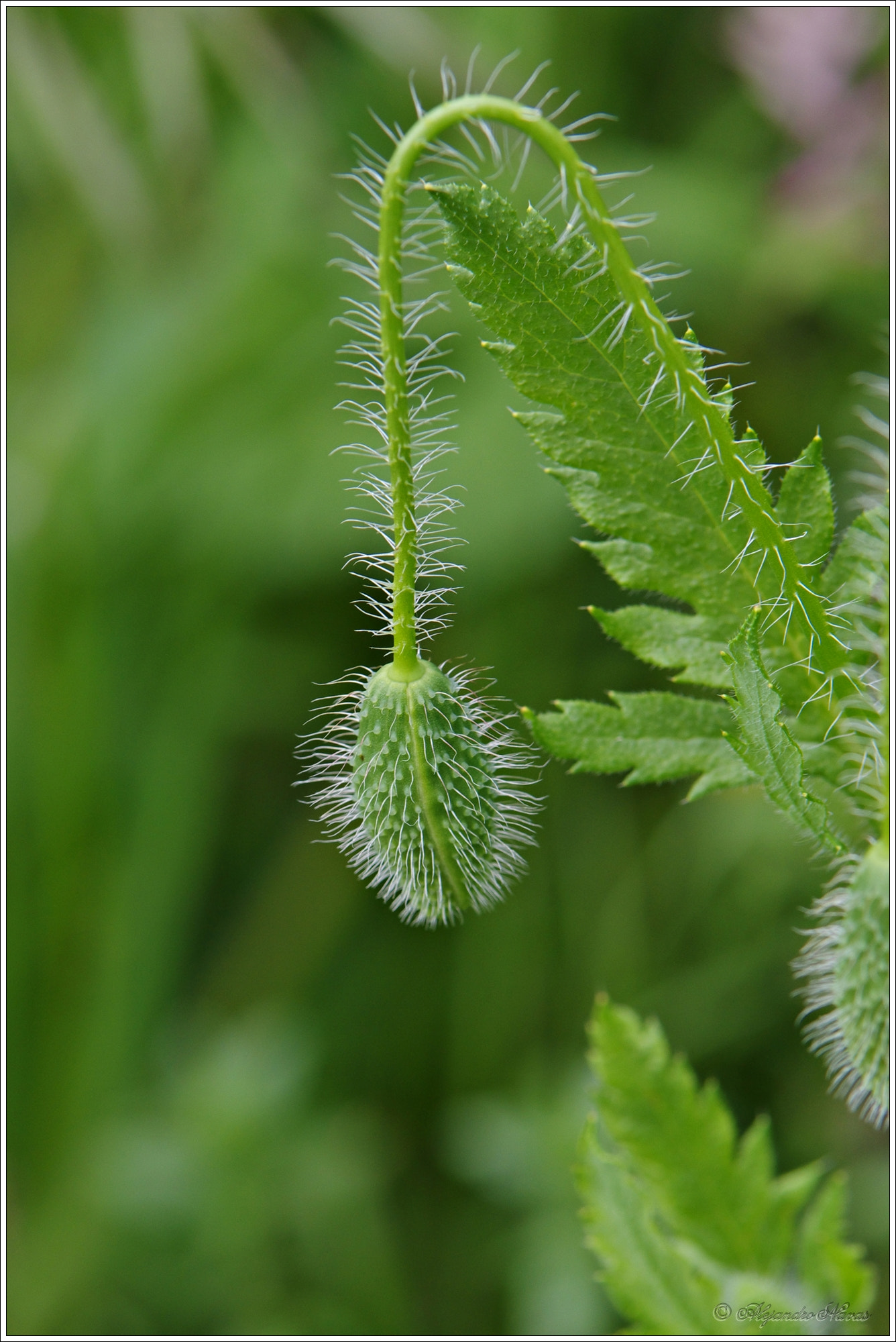 Pentax K-3 II sample photo. Verde sobre verde photography