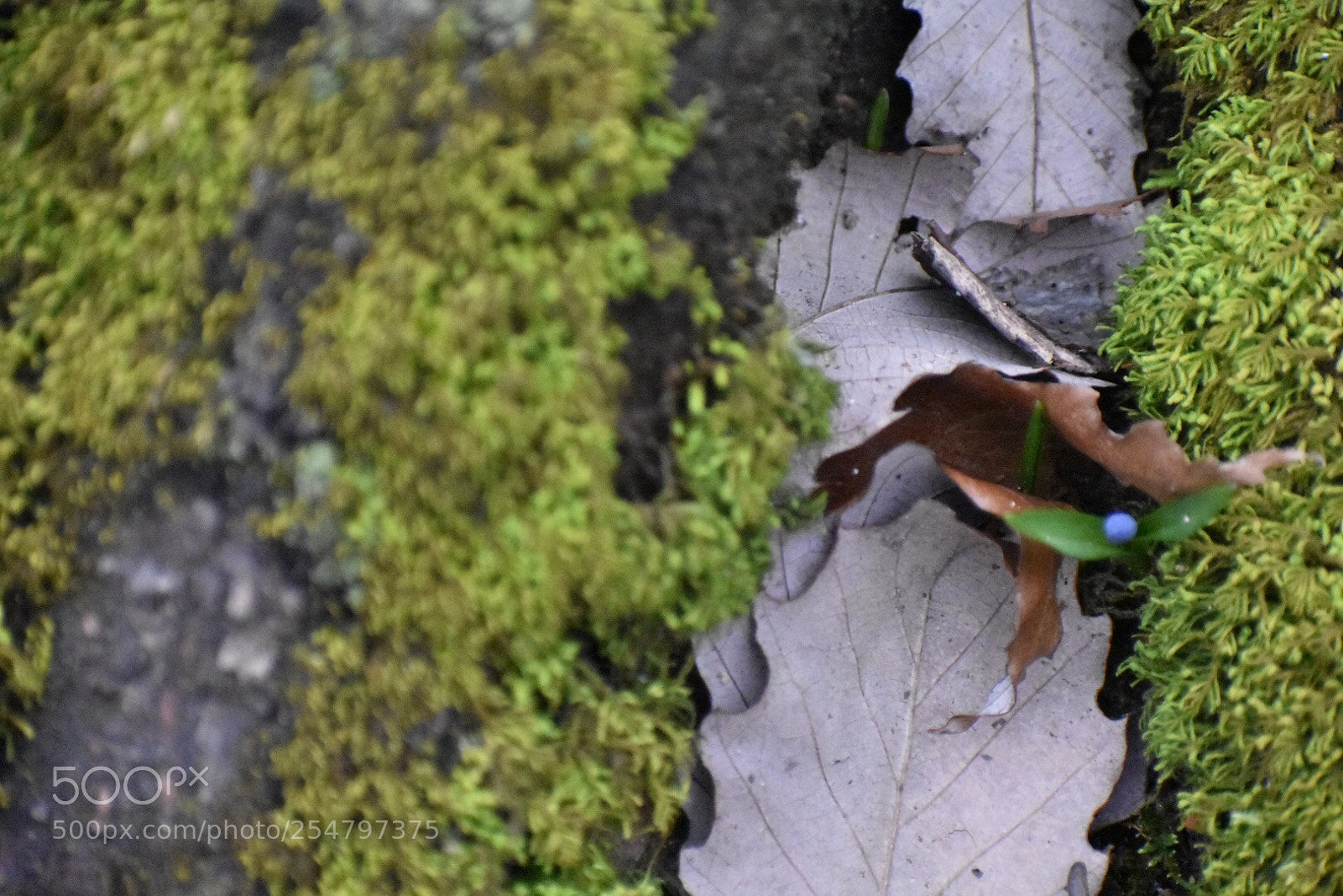 Nikon D3400 sample photo. In between the moss photography