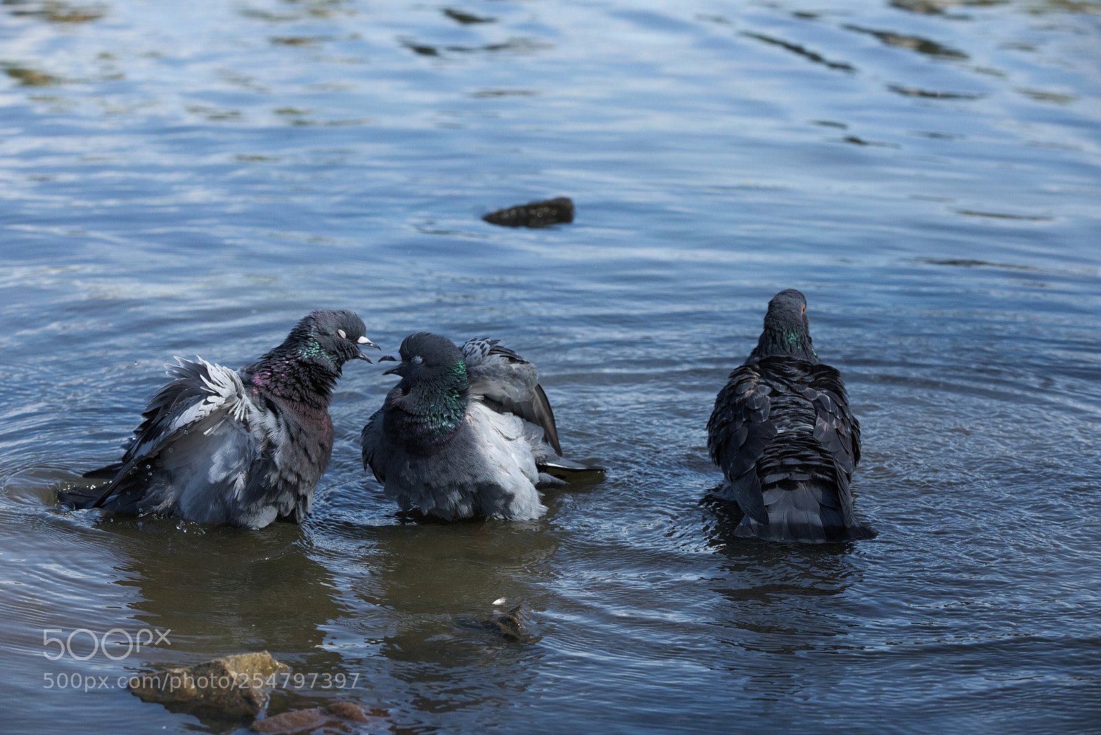 Canon EOS 5D Mark IV sample photo. Talk photography
