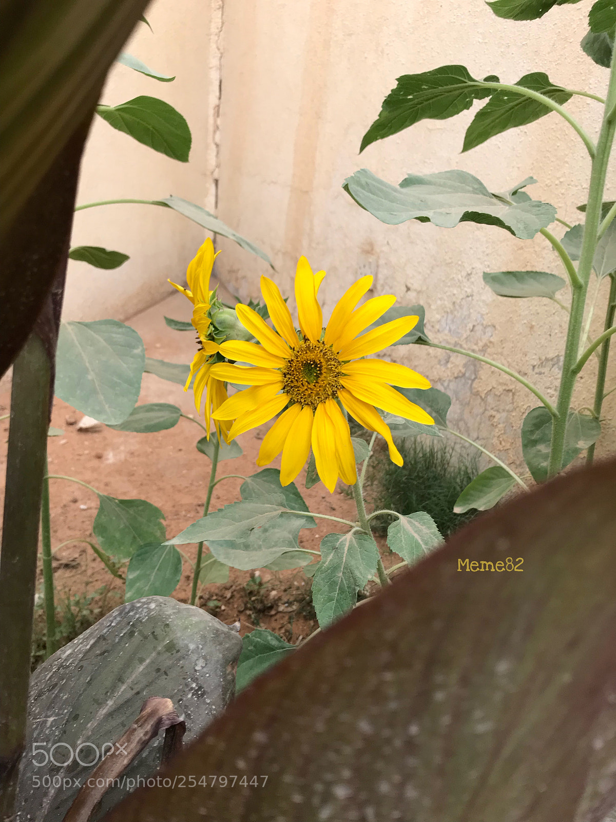 Apple iPhone 7 sample photo. Sunflower  photography