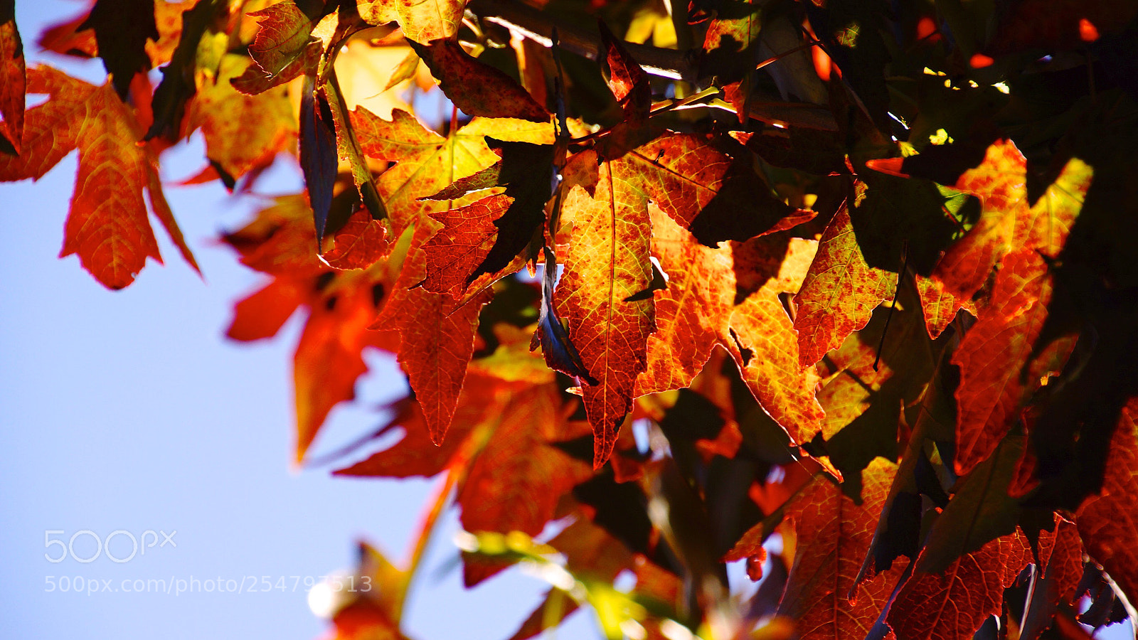 Sony SLT-A77 sample photo. Fall photography