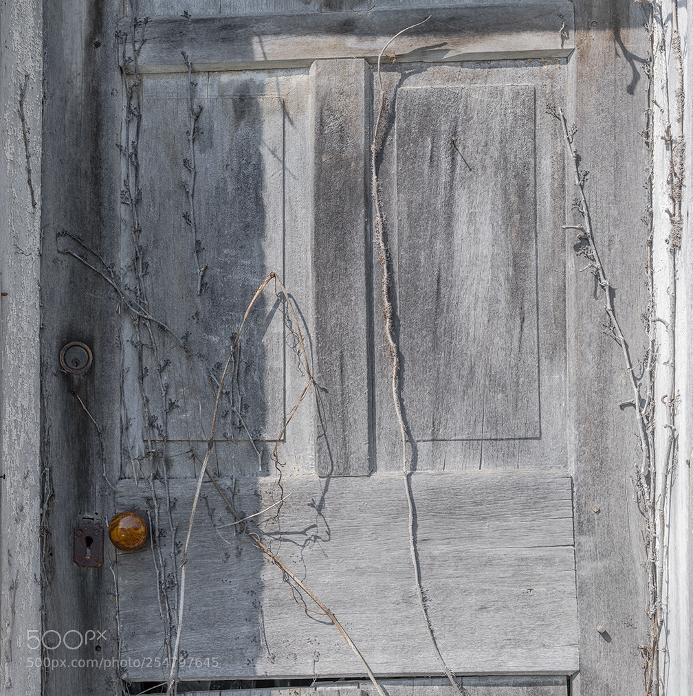 Fujifilm GFX 50S sample photo. Vines on a door photography