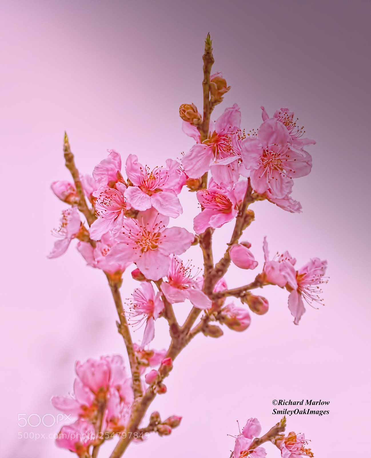 Nikon D5000 sample photo. Spring blossoms photography