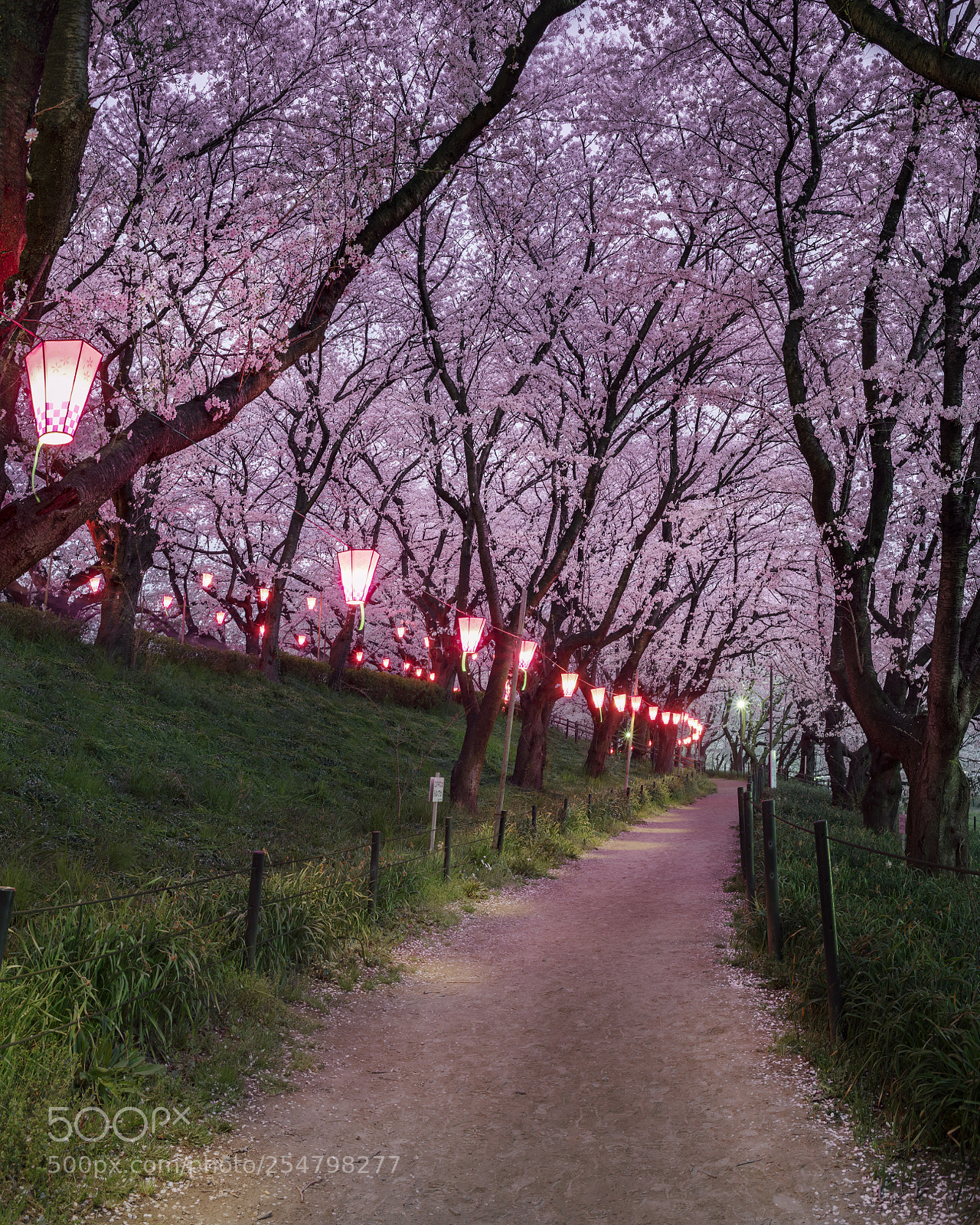 Fujifilm GFX 50S sample photo. Satte sakura photography
