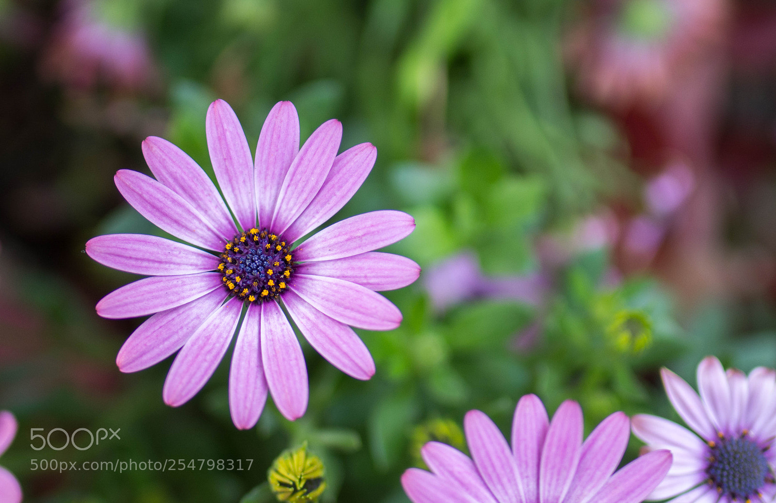 Nikon D7100 sample photo. Find  photography