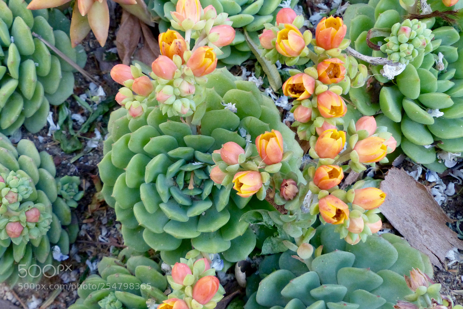 Panasonic Lumix DMC-FZ200 sample photo. Flowering echeverias photography