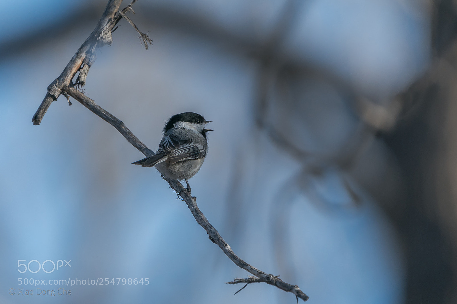 Sony a9 sample photo. Black-capped chickadee photography