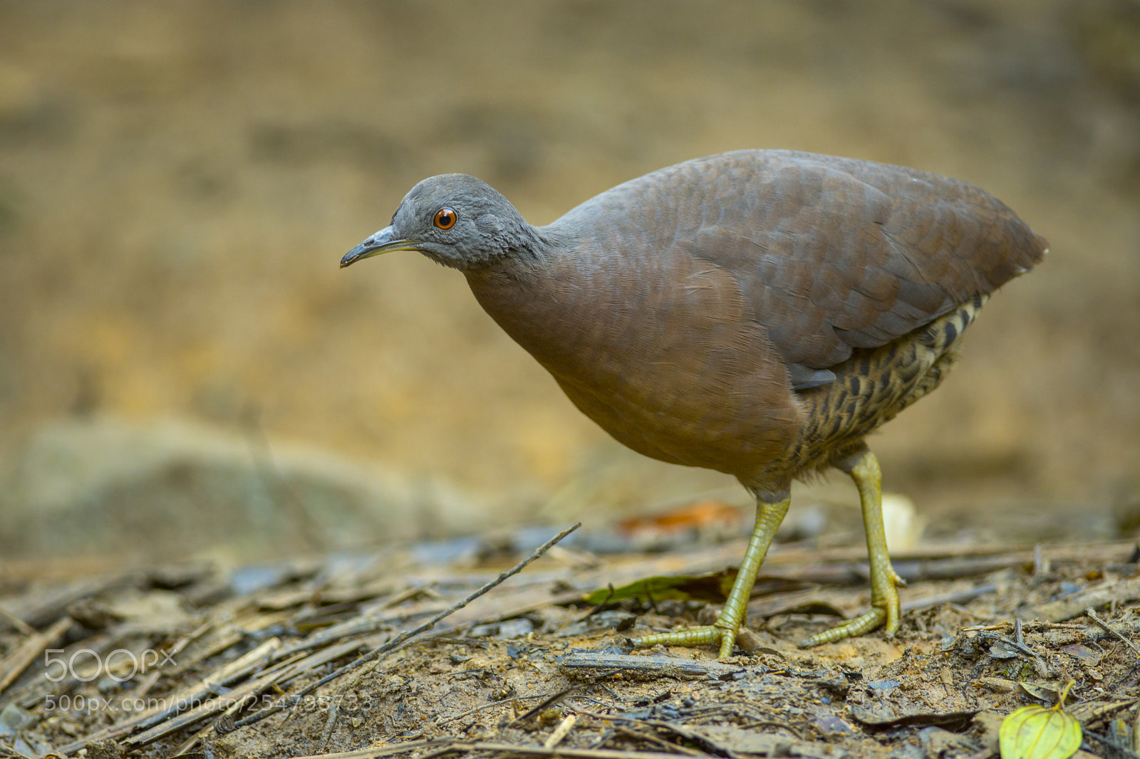 Nikon D7200 sample photo. Brown tinamou photography