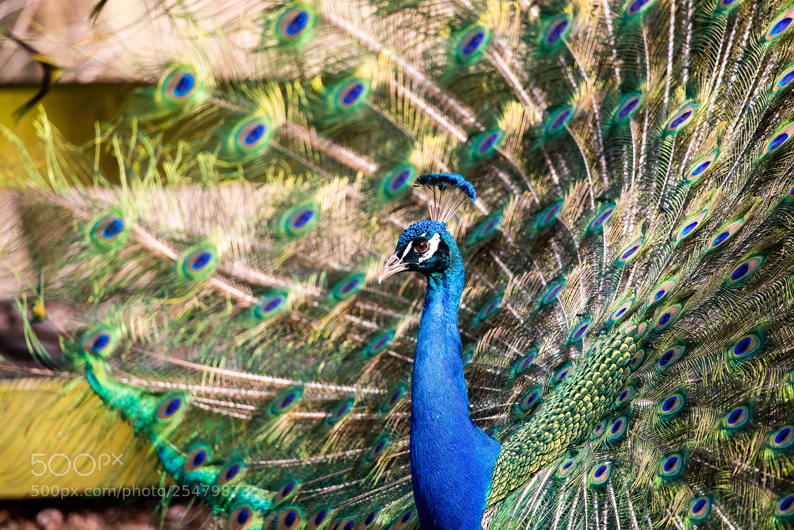 Nikon D800 sample photo. Just beautiful photography
