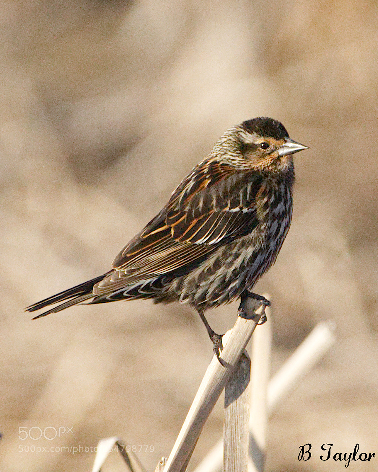 Sony SLT-A57 sample photo. Canadian sparrow photography
