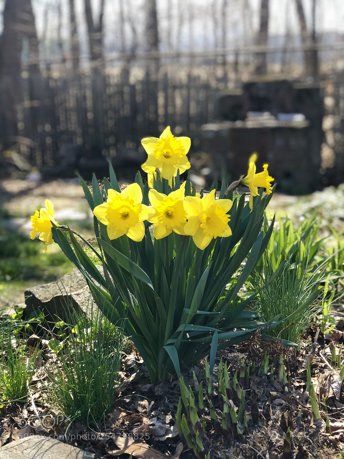 Apple iPhone 8 Plus sample photo. Finally spring  photography
