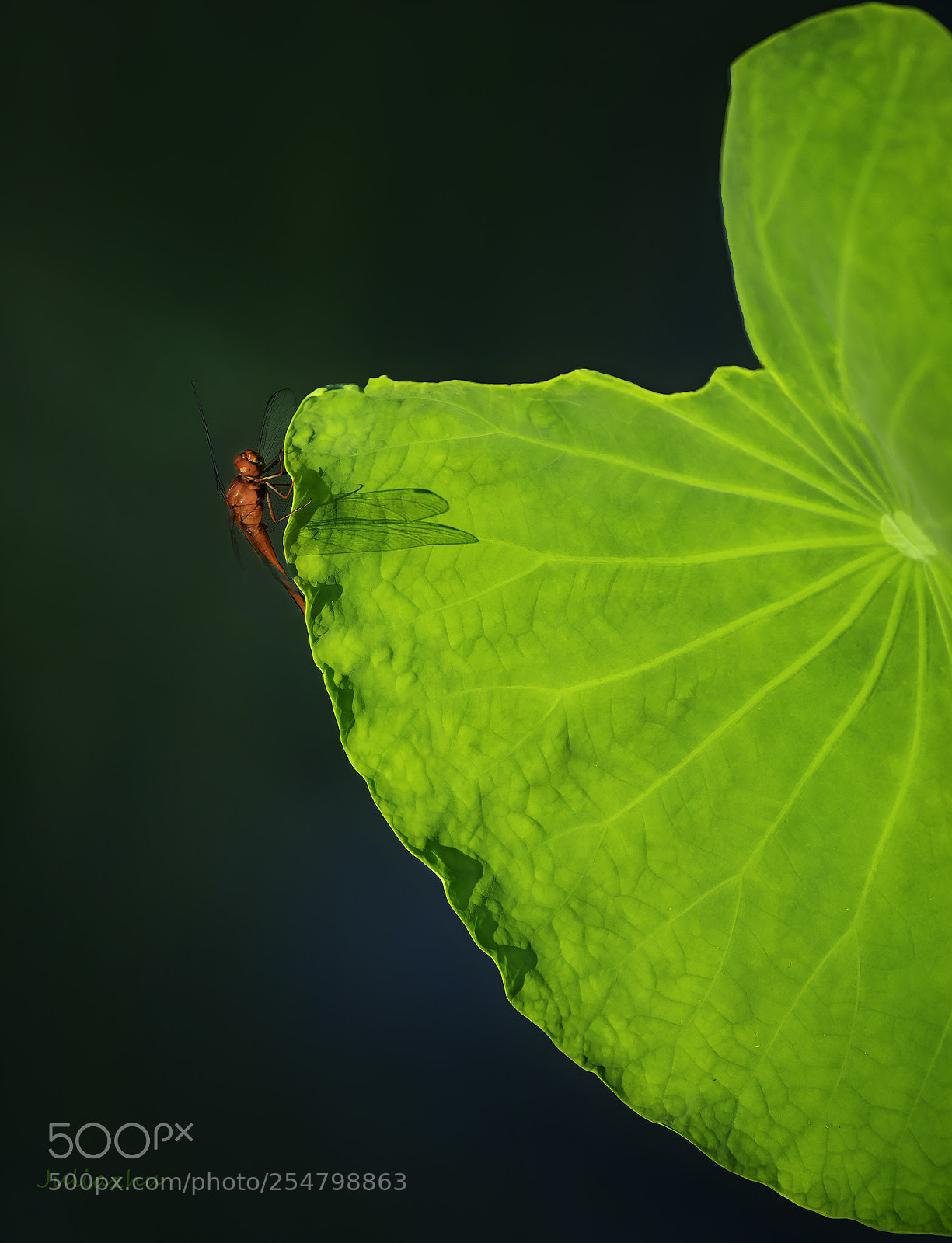 Canon EOS 5D Mark IV sample photo. Untitled photography
