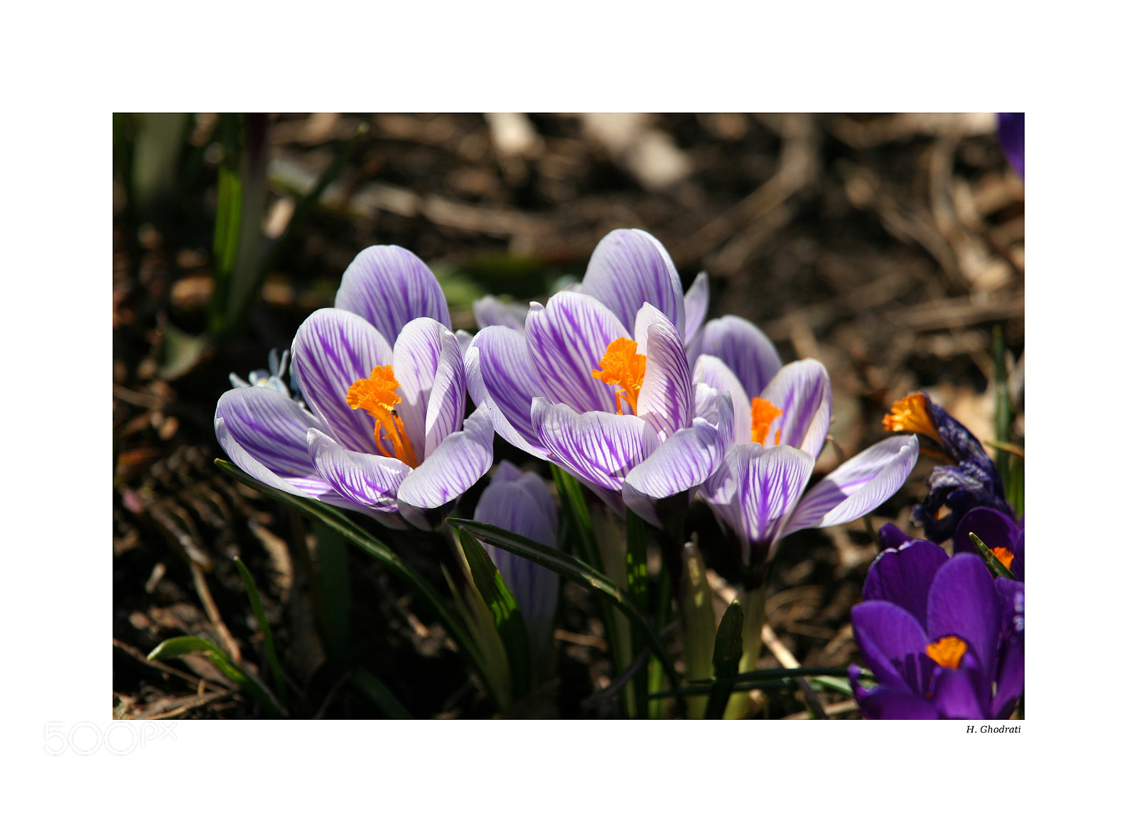 Canon EOS 20D sample photo. Spring -2 photography