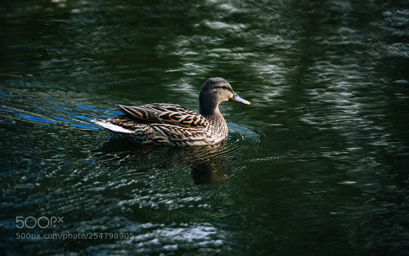 Canon EOS-1Ds Mark III sample photo. 春江水暖鸭先知 photography