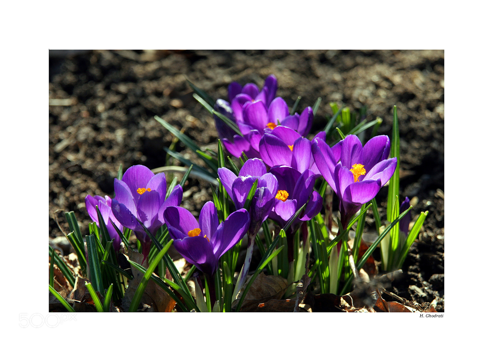 Canon EOS 20D sample photo. Spring -1 photography