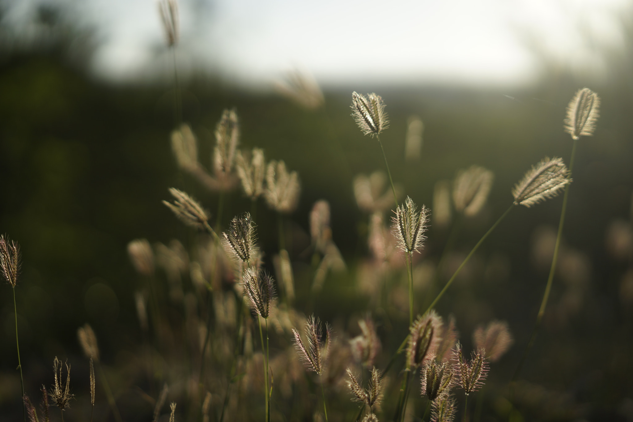 Sony a7 + Sony Sonnar T* FE 55mm F1.8 ZA sample photo. Grass in sunset photography