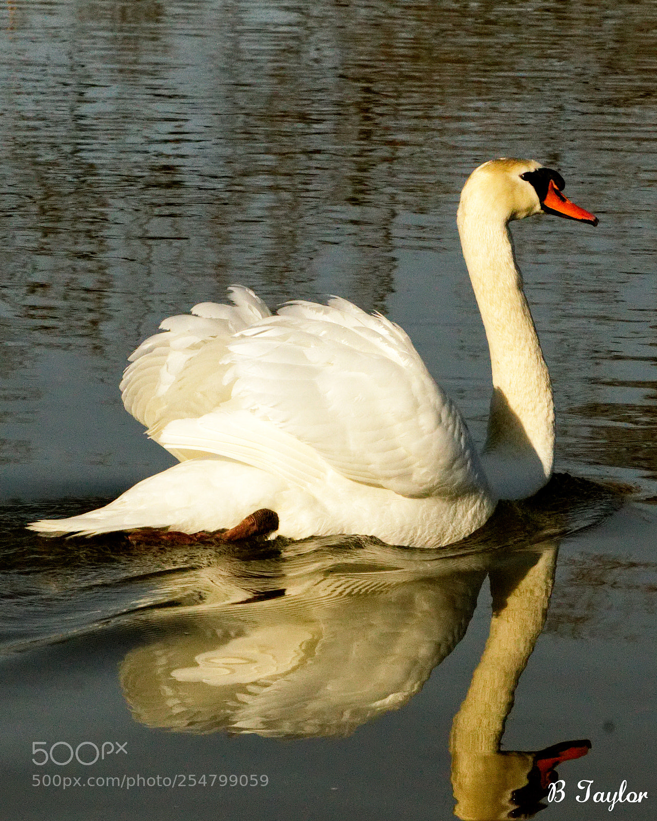 Sony SLT-A57 sample photo. Swan heading home photography