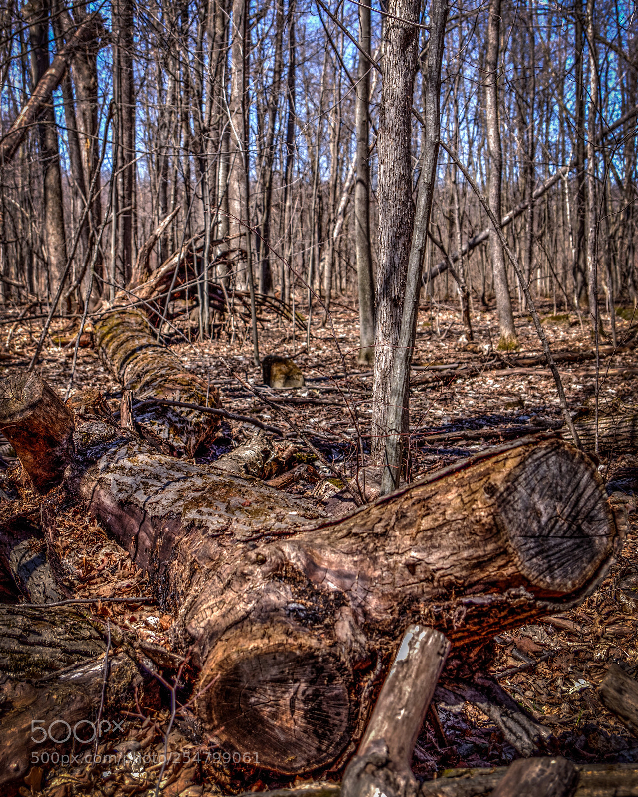Sony SLT-A77 sample photo. The fallen tree  photography
