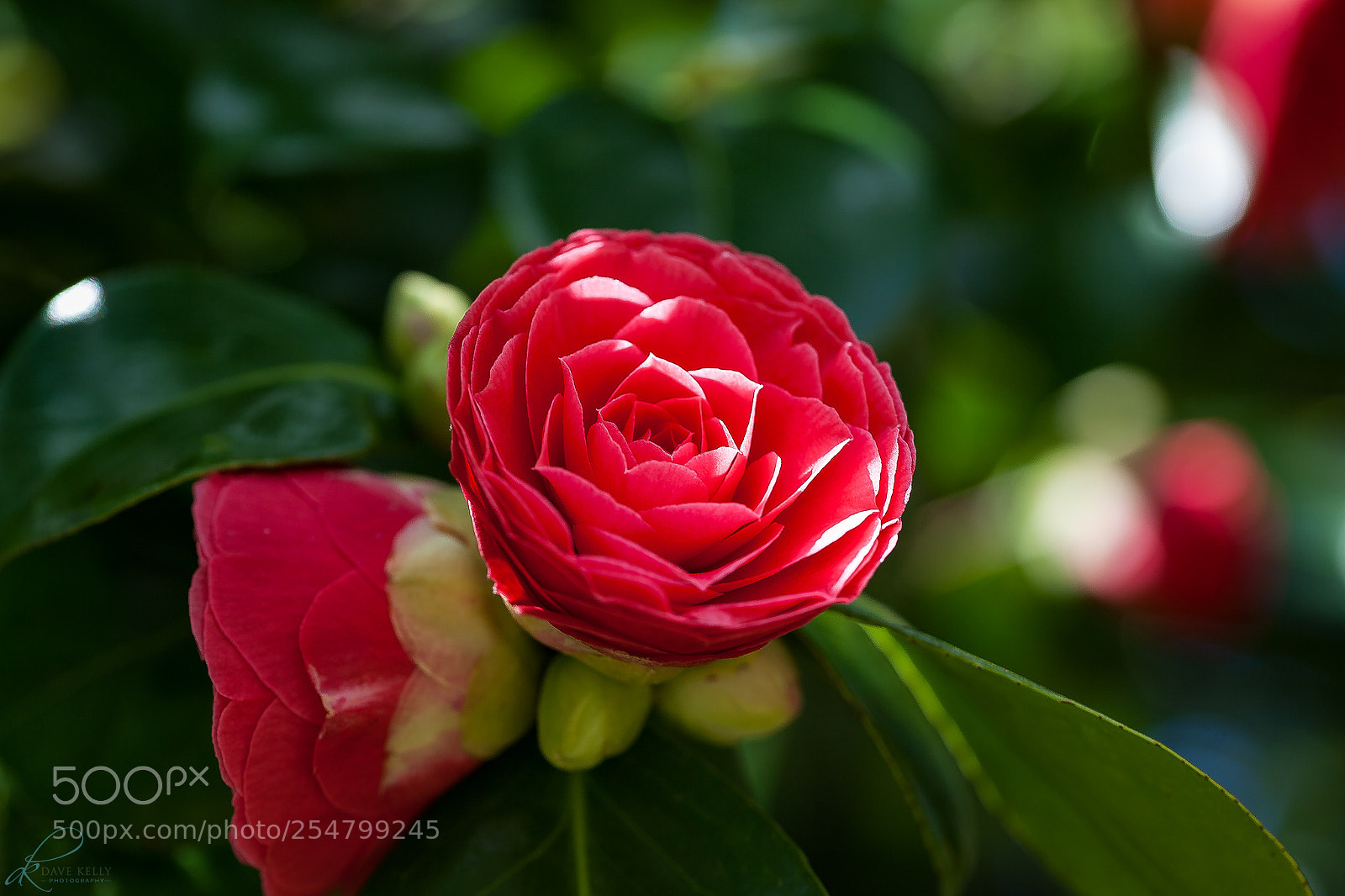 Canon EOS 5D Mark II sample photo. (c) dave kelly 2018 photography