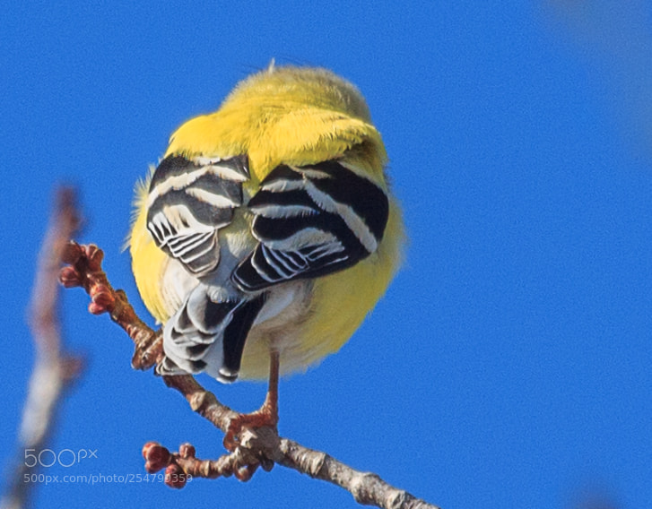 Canon EOS 1100D (EOS Rebel T3 / EOS Kiss X50) sample photo. American goldfinch photography
