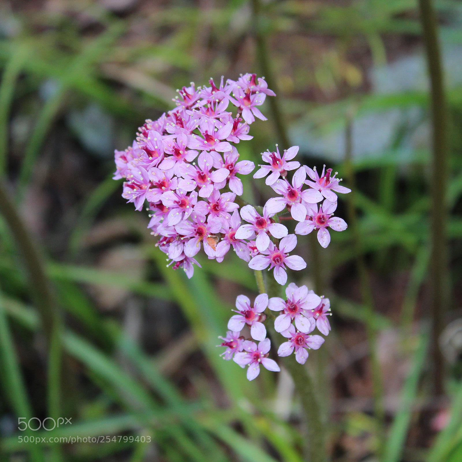 Canon EOS 1300D (EOS Rebel T6 / EOS Kiss X80) sample photo. Purple flower photography