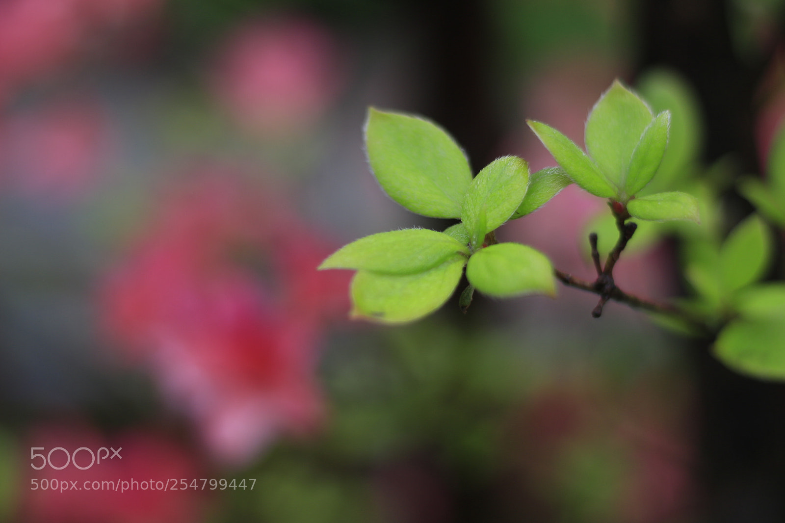 Canon EOS 700D (EOS Rebel T5i / EOS Kiss X7i) + Canon EF 50mm F1.8 STM sample photo. Untitled photography