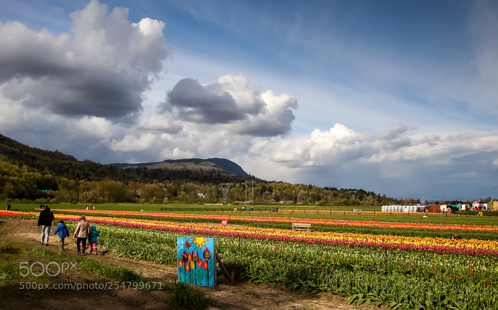 Canon EOS-1D Mark III sample photo. Tulip festival in abbosford photography