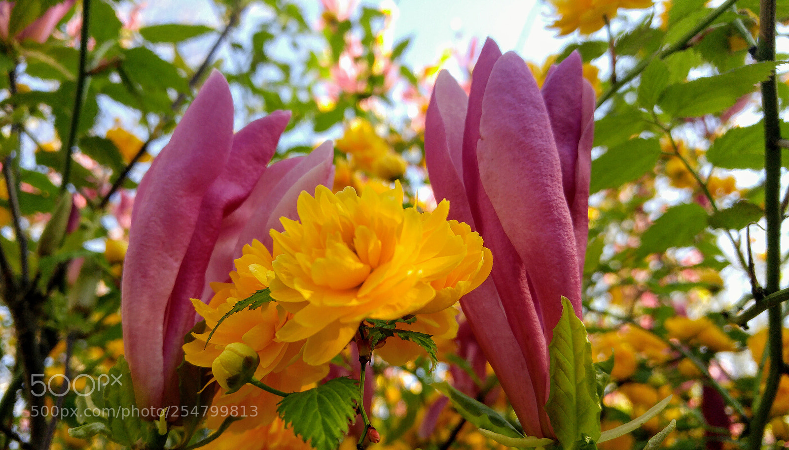LG G4 sample photo. Blossom sandwich photography