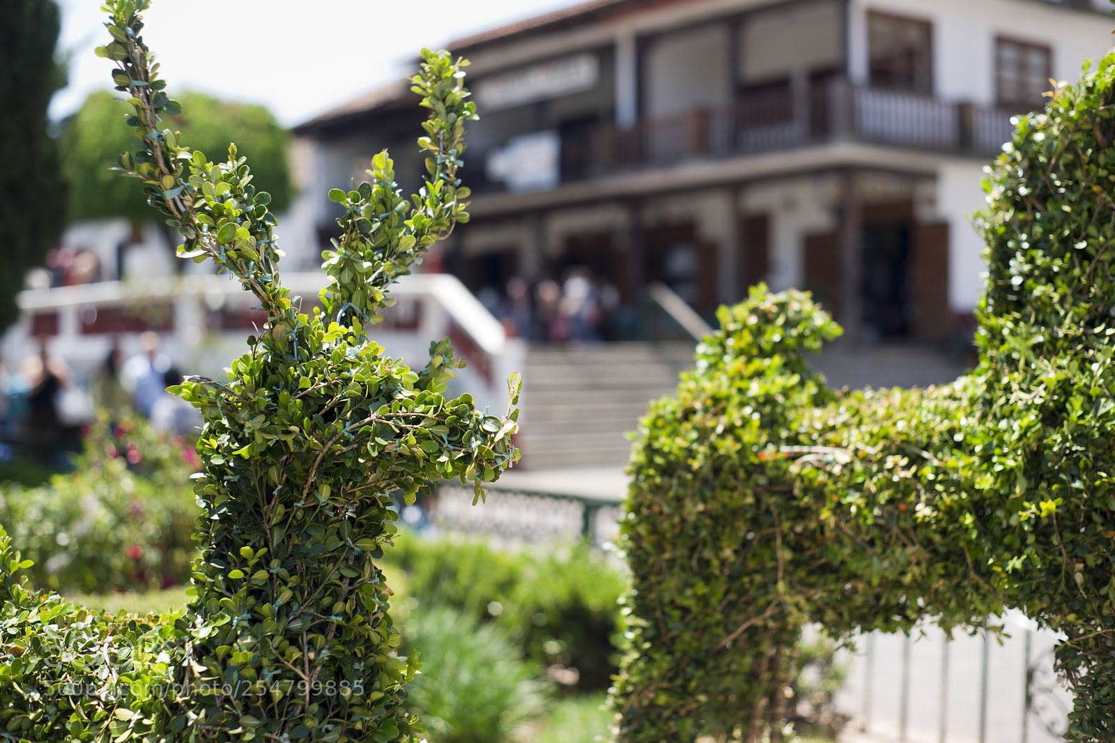 Sony Alpha DSLR-A850 sample photo. Mazamitla photography