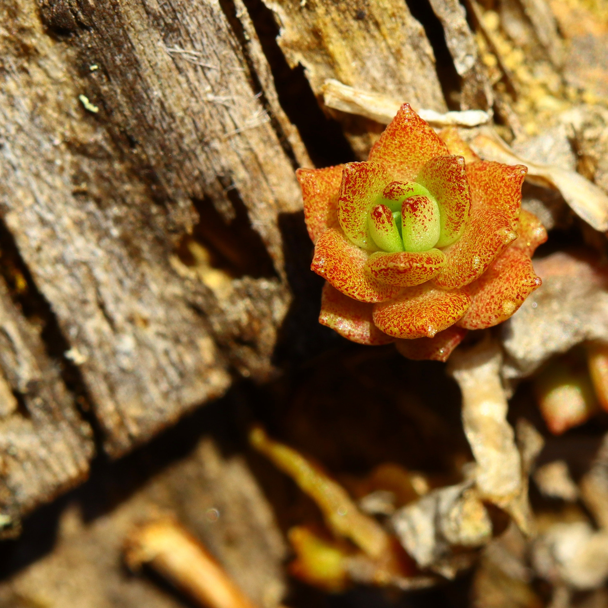Canon EF 100mm F2.8 Macro USM sample photo. Succulent something photography