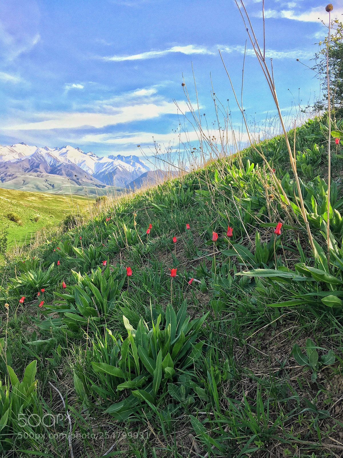 Apple iPhone 6s Plus sample photo. Mountains flowers  photography