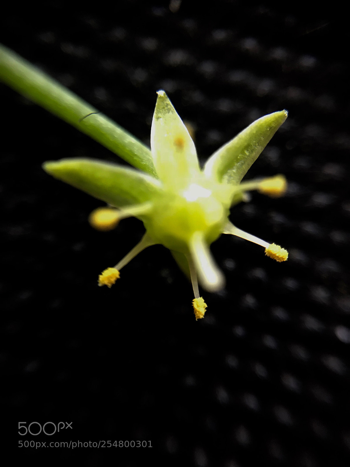 Apple iPhone 7 Plus sample photo. Macro of flower on photography