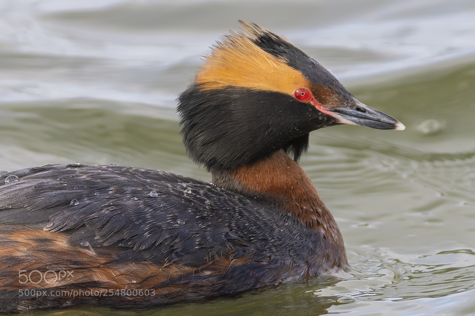 Nikon D850 sample photo. Horned grebe photography