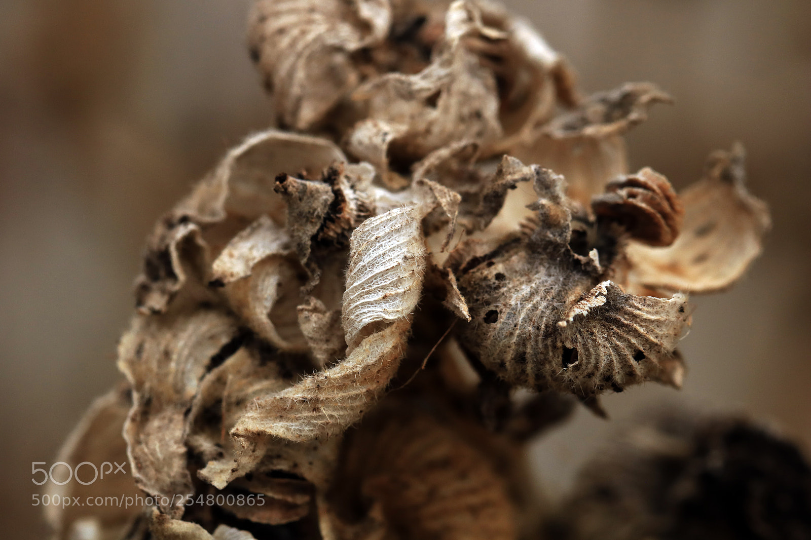 Canon EOS 760D (EOS Rebel T6s / EOS 8000D) sample photo. In the winter garden photography