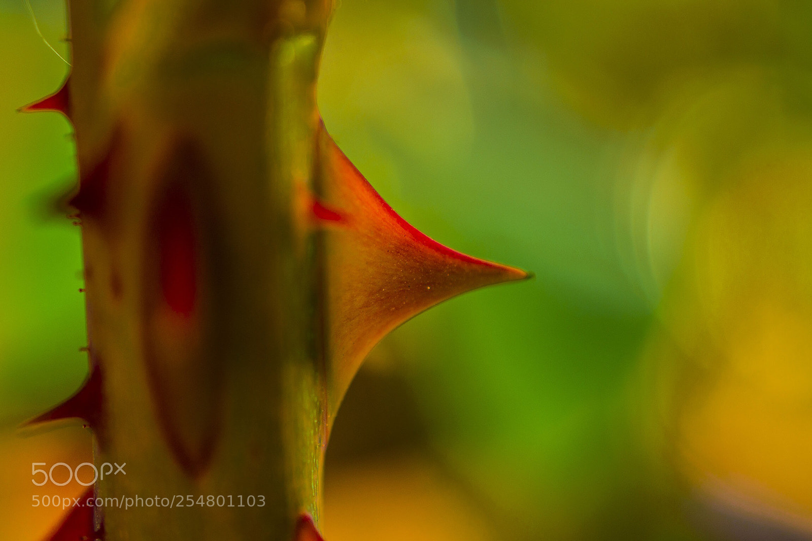 Nikon D5300 sample photo. Bokeh photography