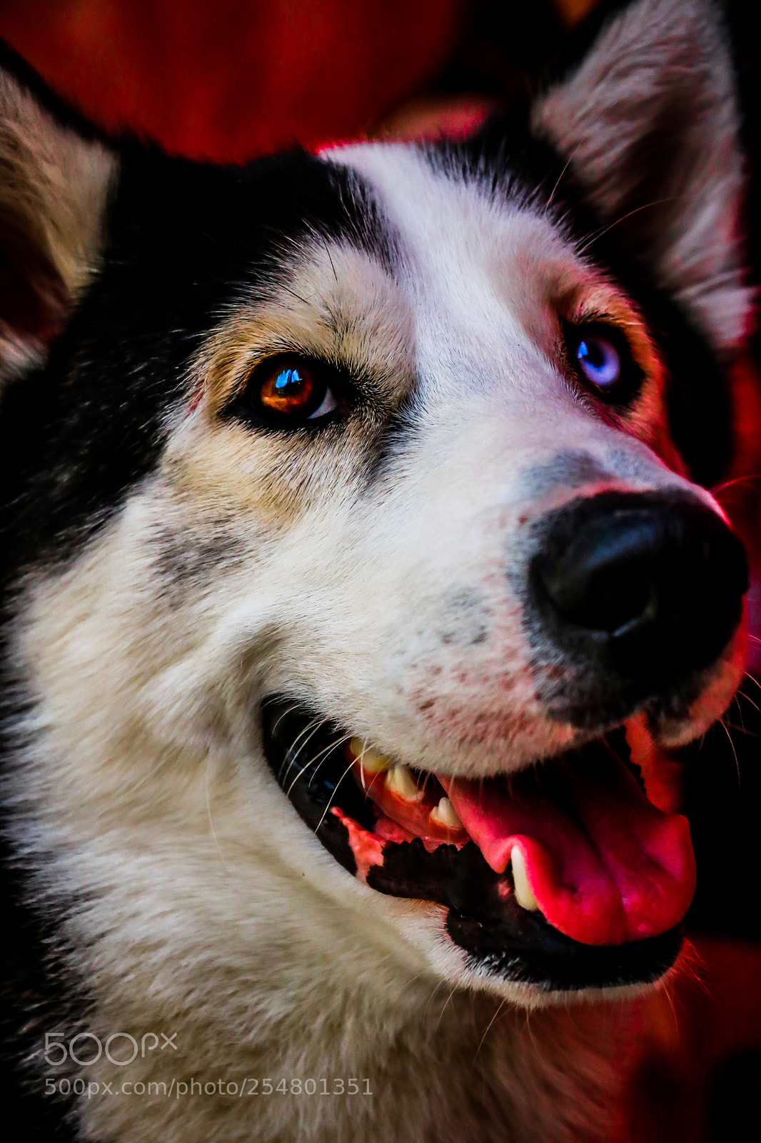 Canon EOS 750D (EOS Rebel T6i / EOS Kiss X8i) sample photo. Brother of wolfs. photography