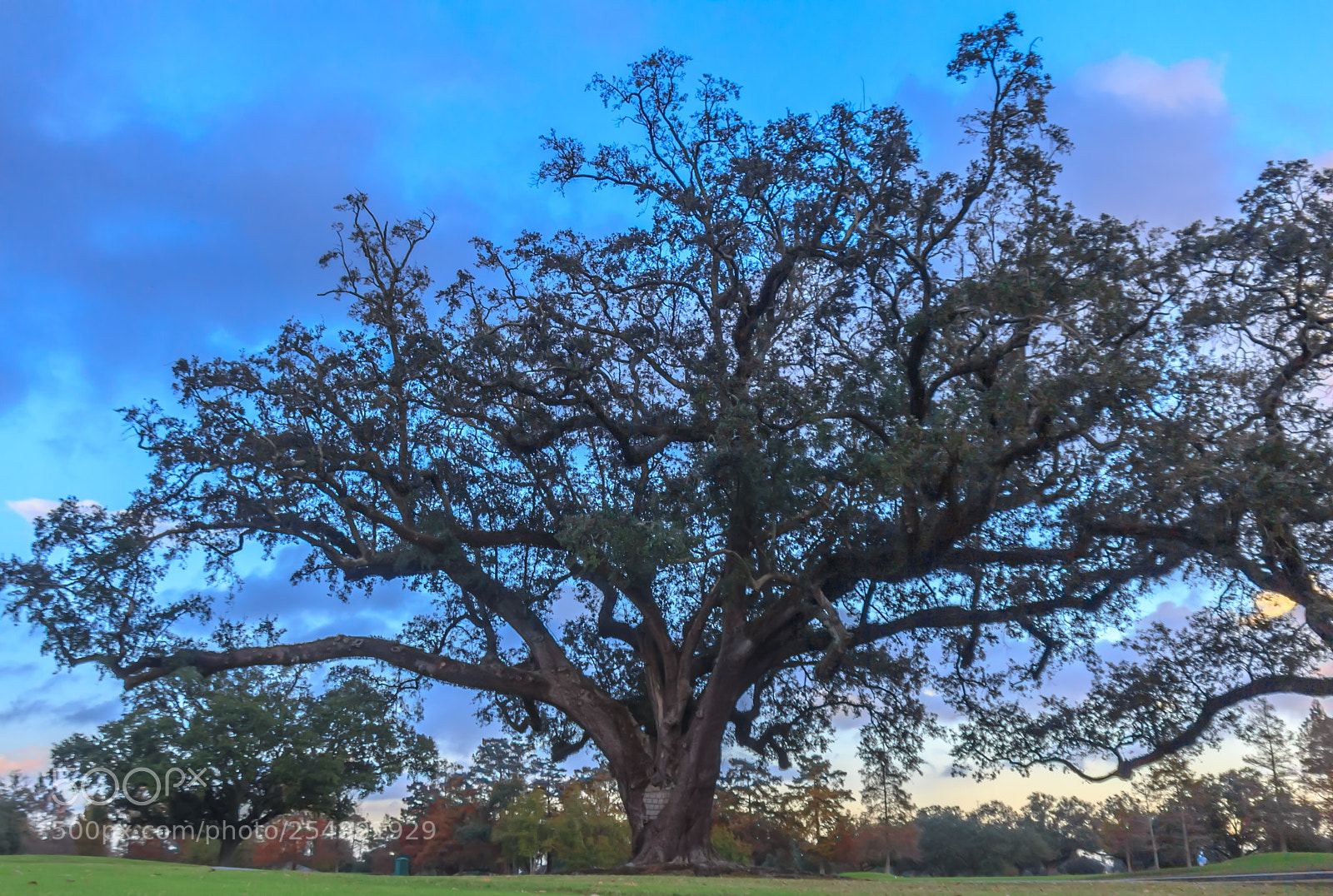 Canon EOS 60D sample photo. Lightning tree hdr photography