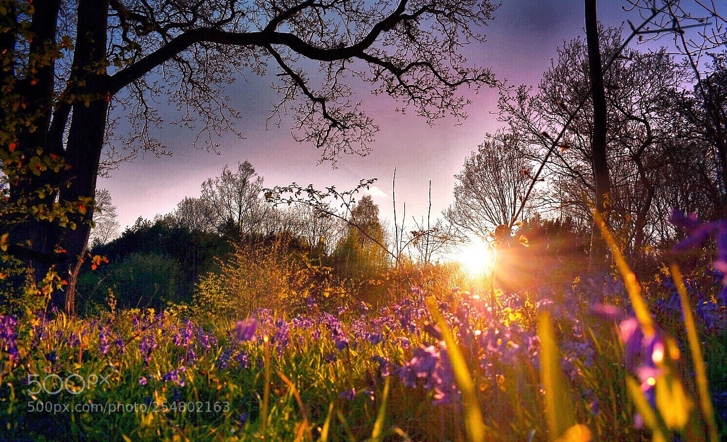 Nikon D5600 sample photo. Spring sunset  photography