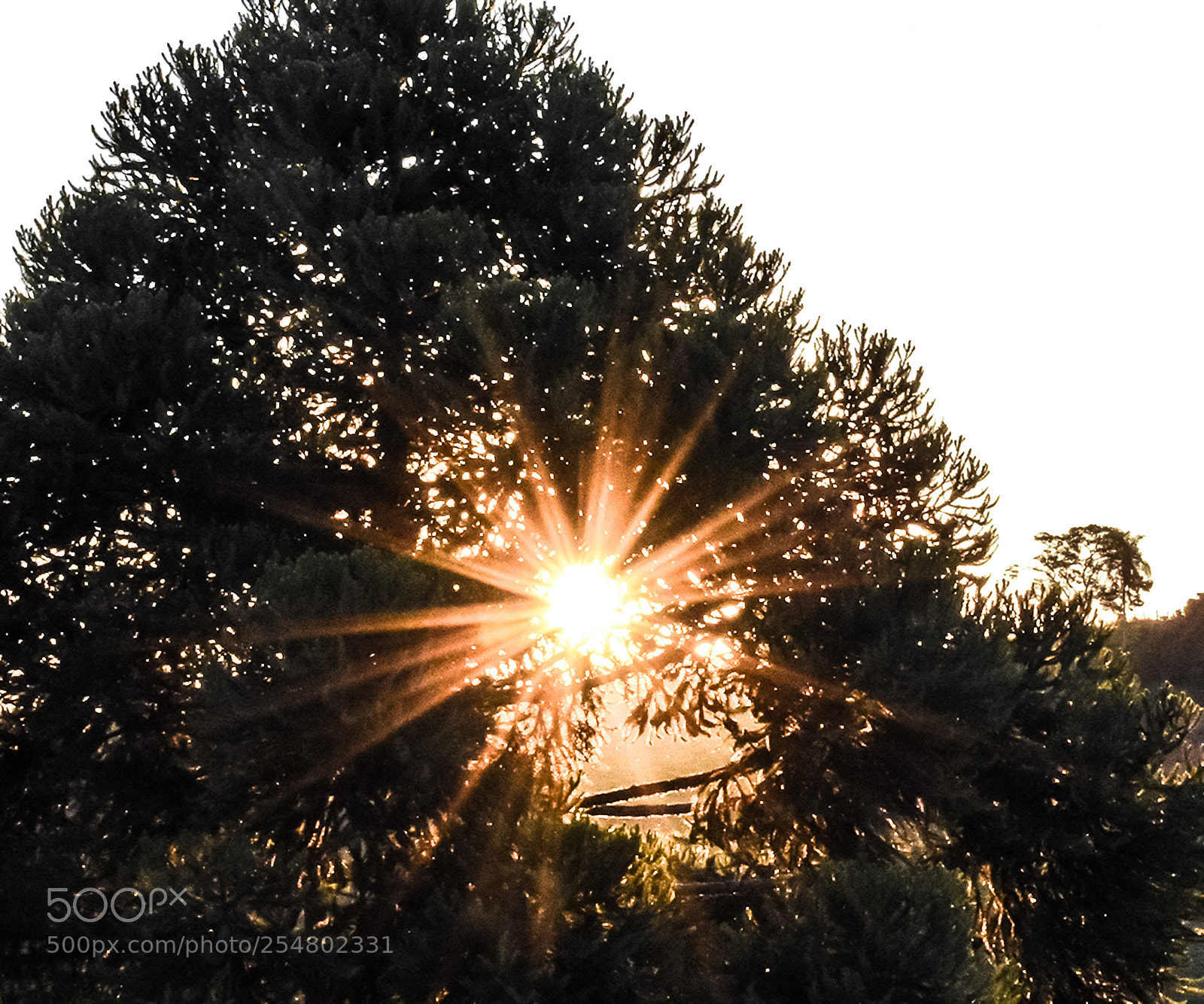 Nikon D7200 sample photo. Cct_4118-2.jpg photography