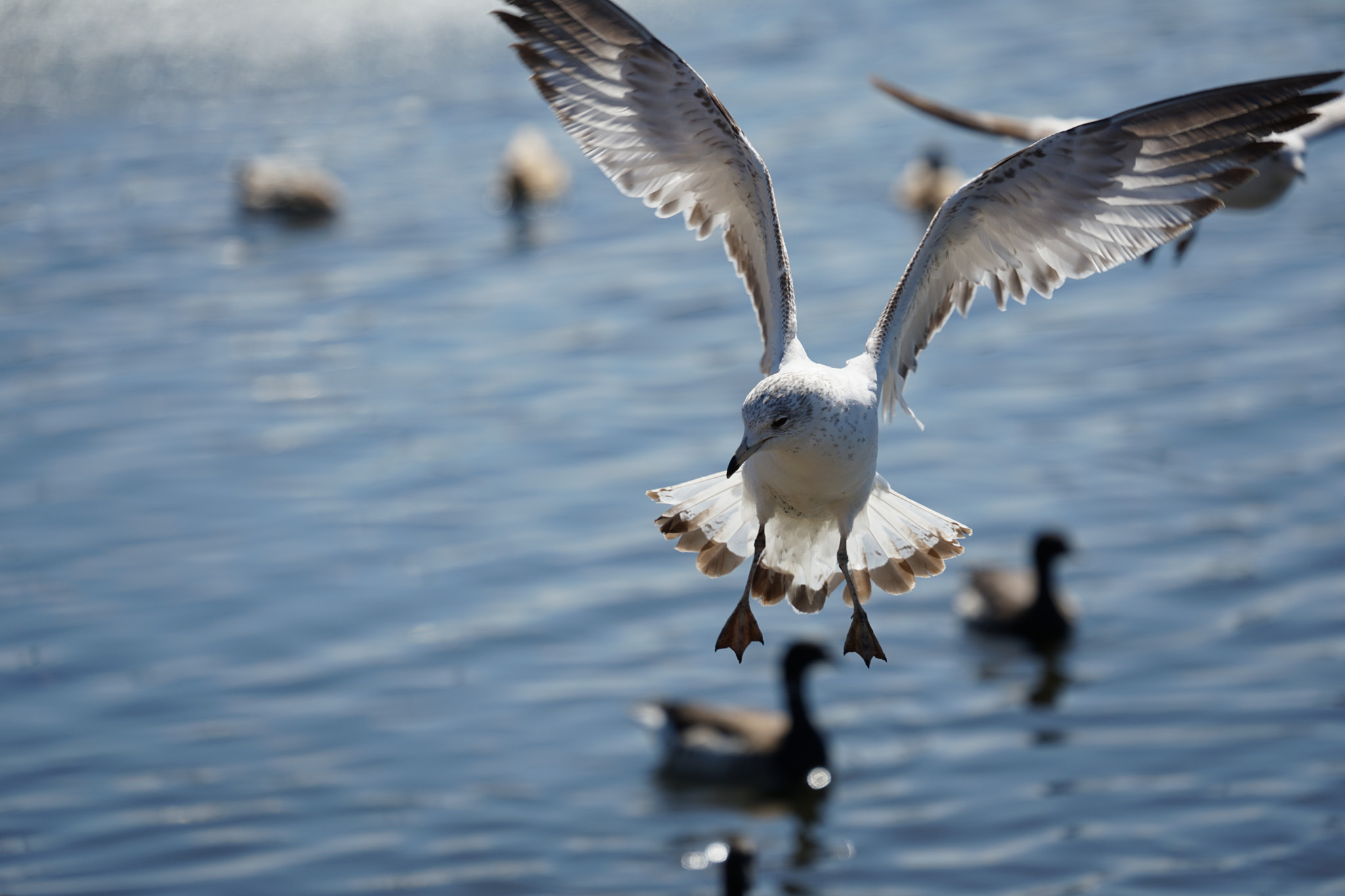 Sony FE 70-300mm F4.5-5.6 G OSS sample photo. Seagull photography