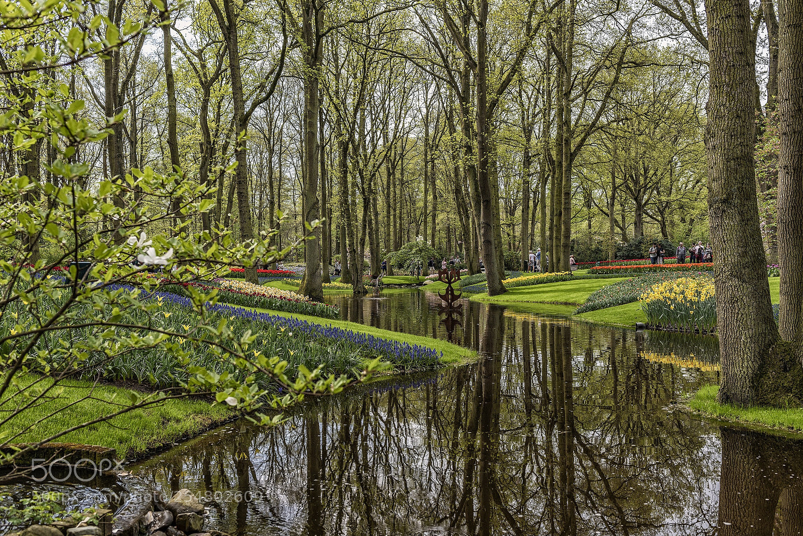 Nikon D750 sample photo. Keukenhof gardens
in holland photography