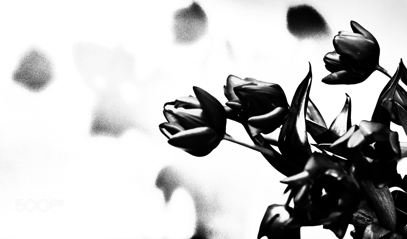 Nikon D3300 sample photo. Roses photography